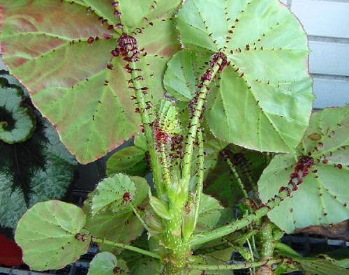 Gekraagde Begonia