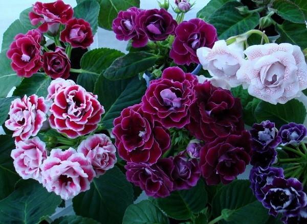 gloxinia van verschillende variëteiten