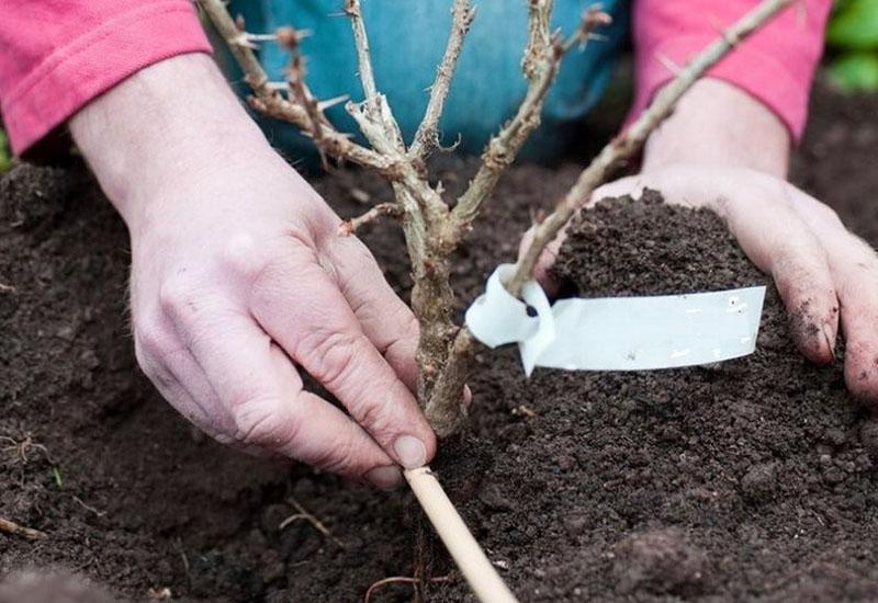 plantplaats voor kruisbessen