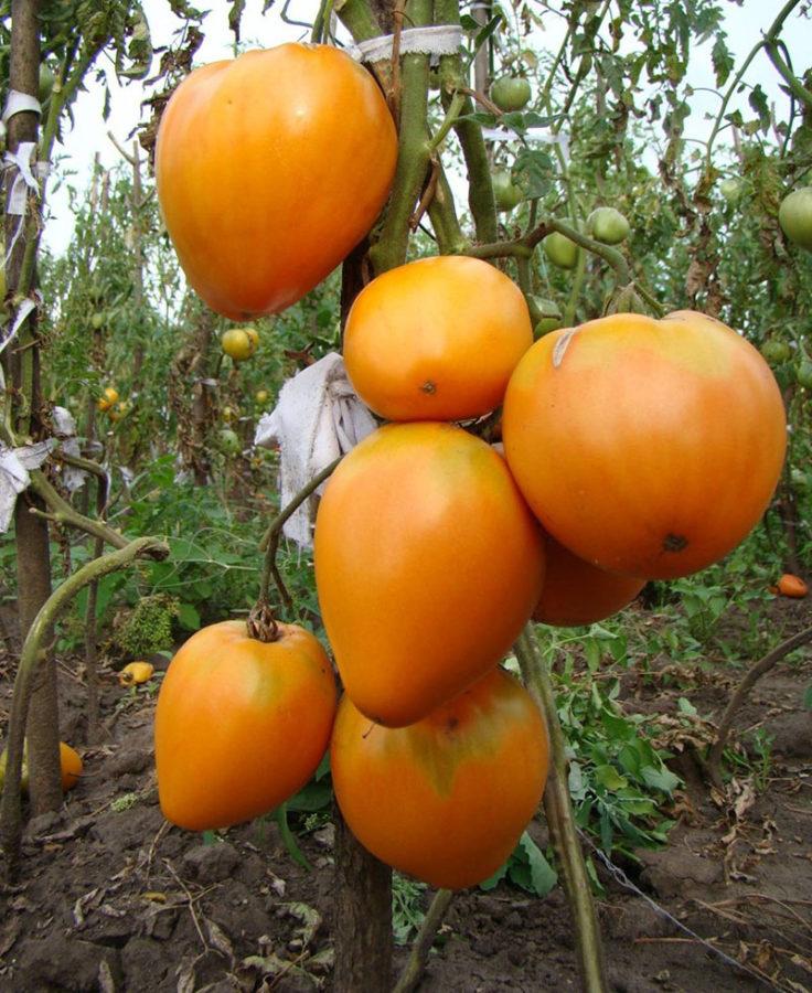 grote tomatenteddybeer