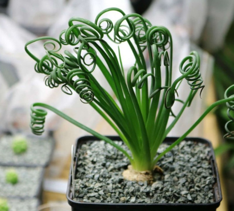 albuca spiraal