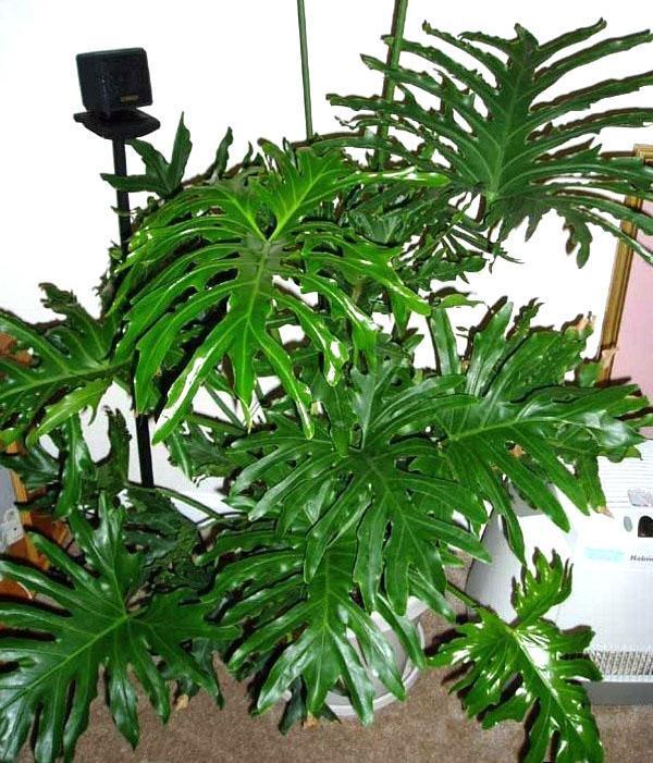 philodendron Sello