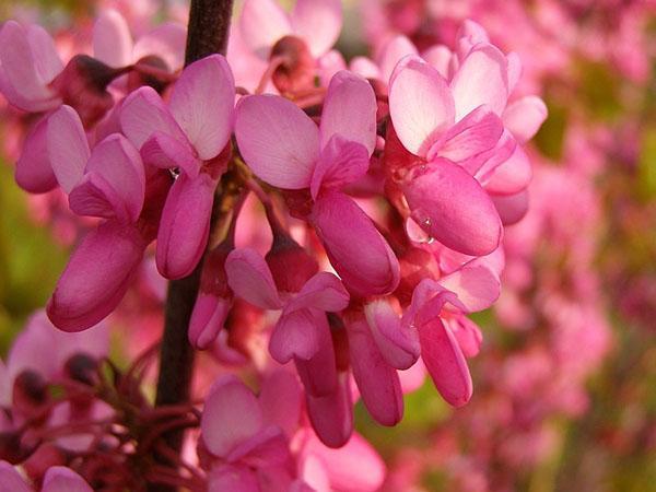 heldere bloemen van de Juda-boom