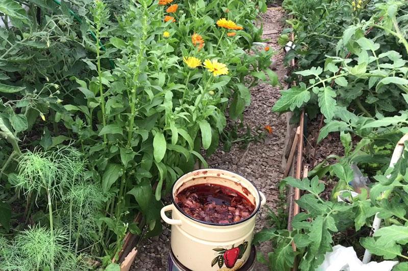 planten water geven met uienschil-infusie