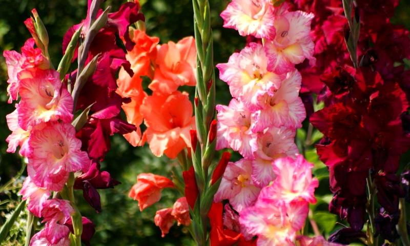 lukovičasto vrtno cvijeće fotografija gladiola