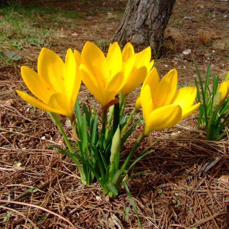 sternbergia