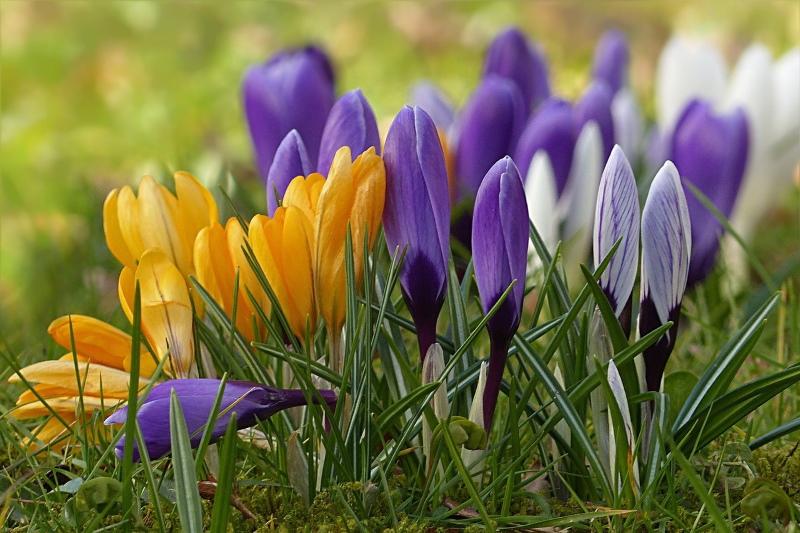 crocuses