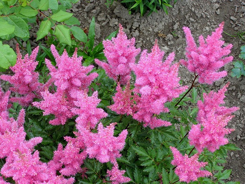 meerjarige astilbe