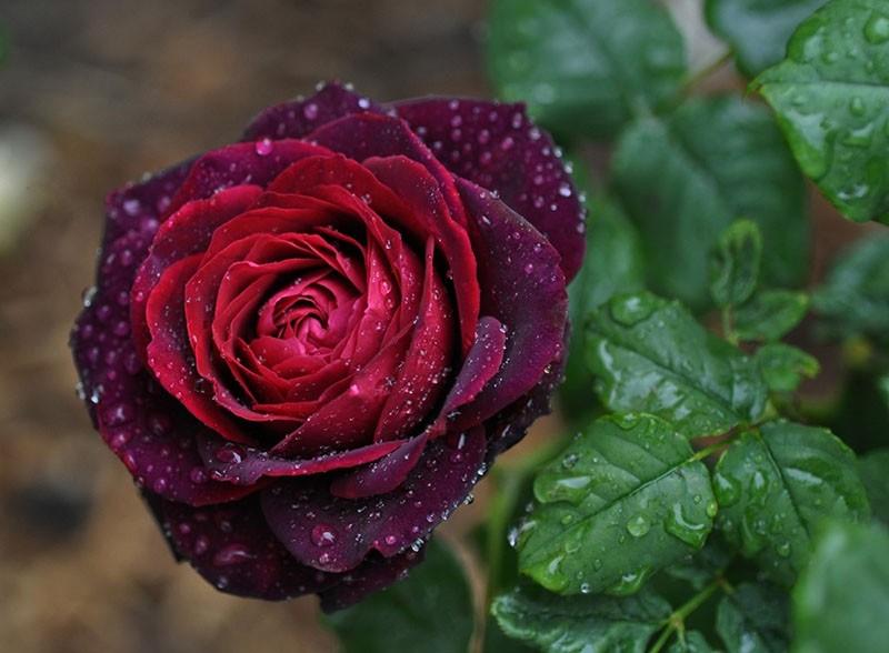 vaste planten overwinteren in de volle grond rozen