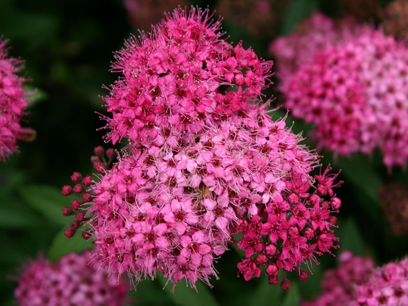 spirea bloeit