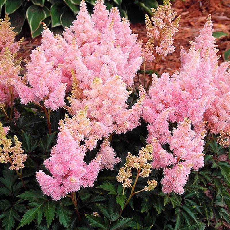 meerjarige astilbe