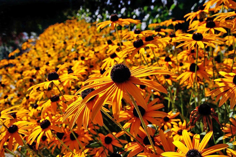 Rudbeckia bloeit