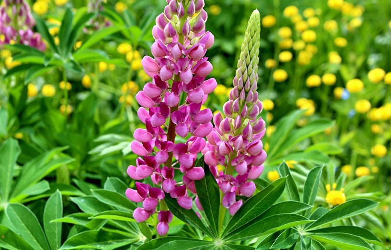 lupines