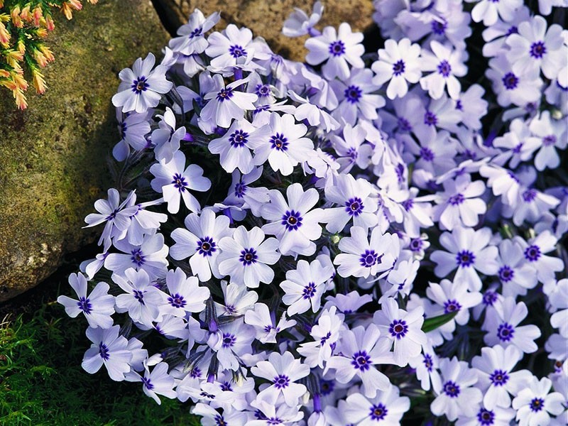 subulate phlox