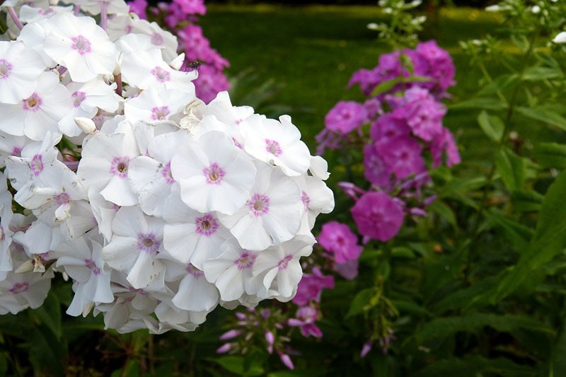 meerjarige phlox