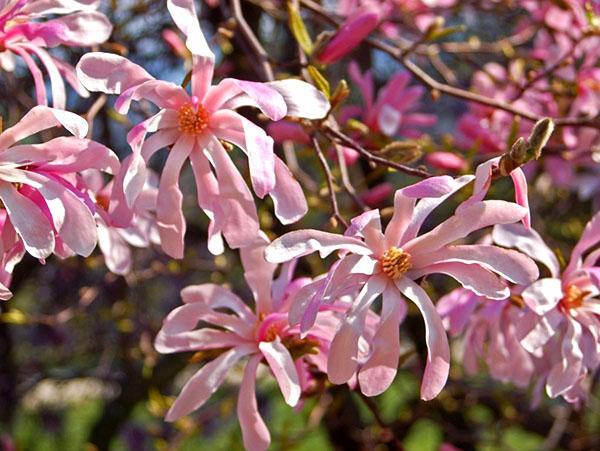 Magnolia loebneri