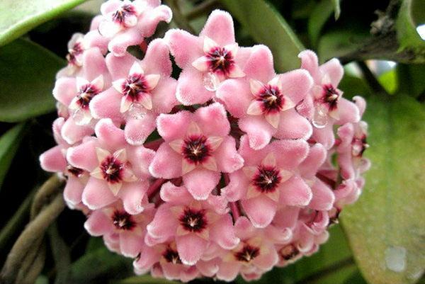 Geurige hoya bloemenmanden