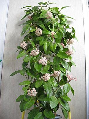 Volwassen hoya-plant