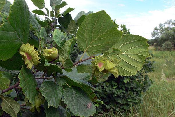 Grana i plodovi Corylus heterophylla