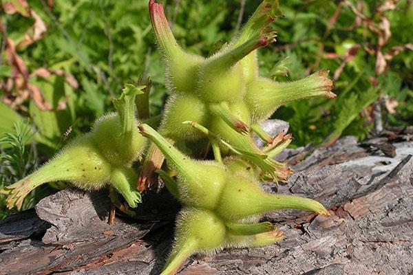 Corylus mandshurica orasi