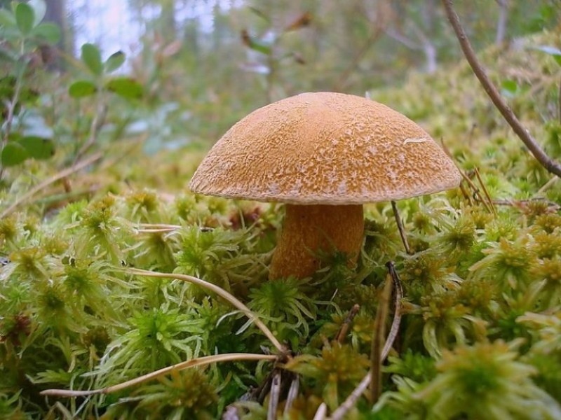 paddestoel vliegwiel foto en beschrijving van soorten