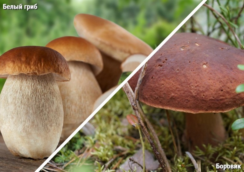 wat is het verschil tussen porcini en boletus?