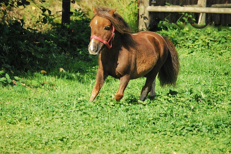 het Falabella-paard laten grazen