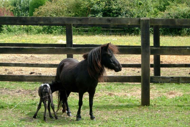 een Falabella-paard fokken