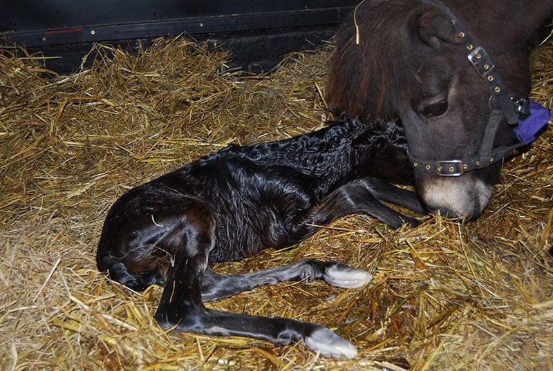 geboorte van een paard