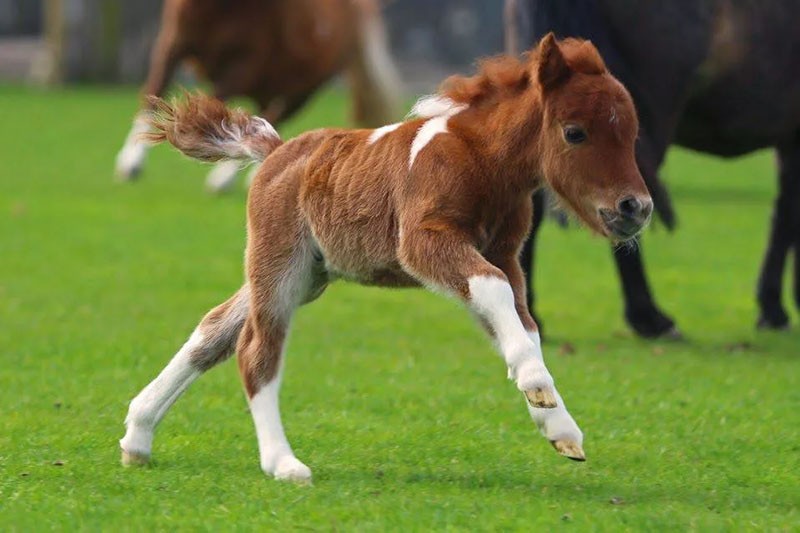 het uiterlijk van kleine paarden