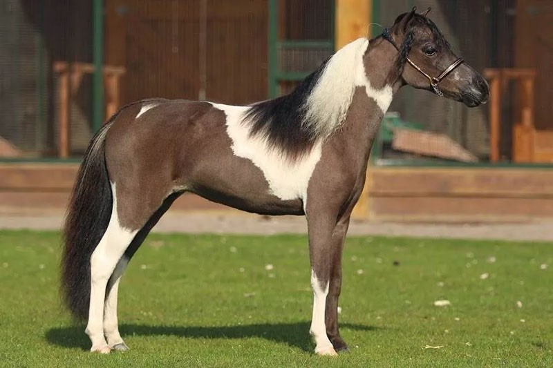 een Falabella-paard fokken