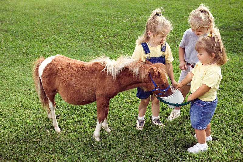 paard drinkt water