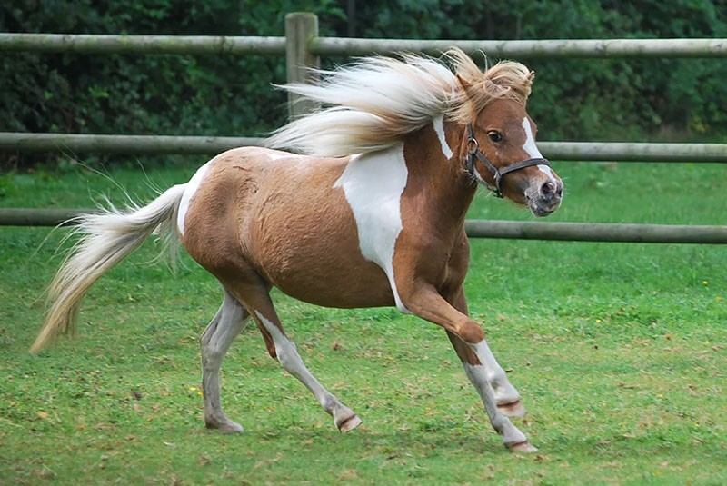 paardenweide