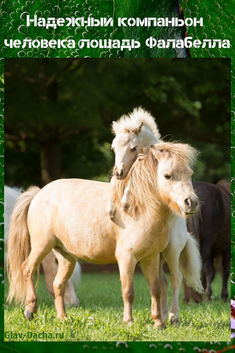 Falabella paard