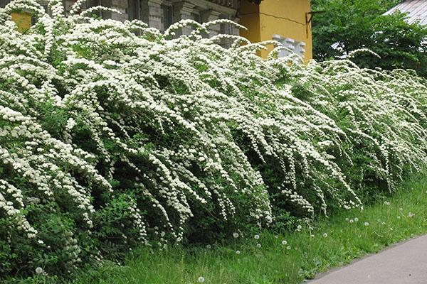 sneeuwwitte muur van spirea