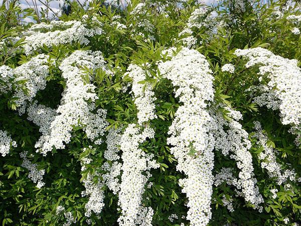 Spirea Grefsheim