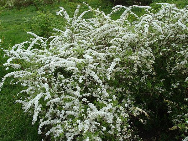 spirea argument