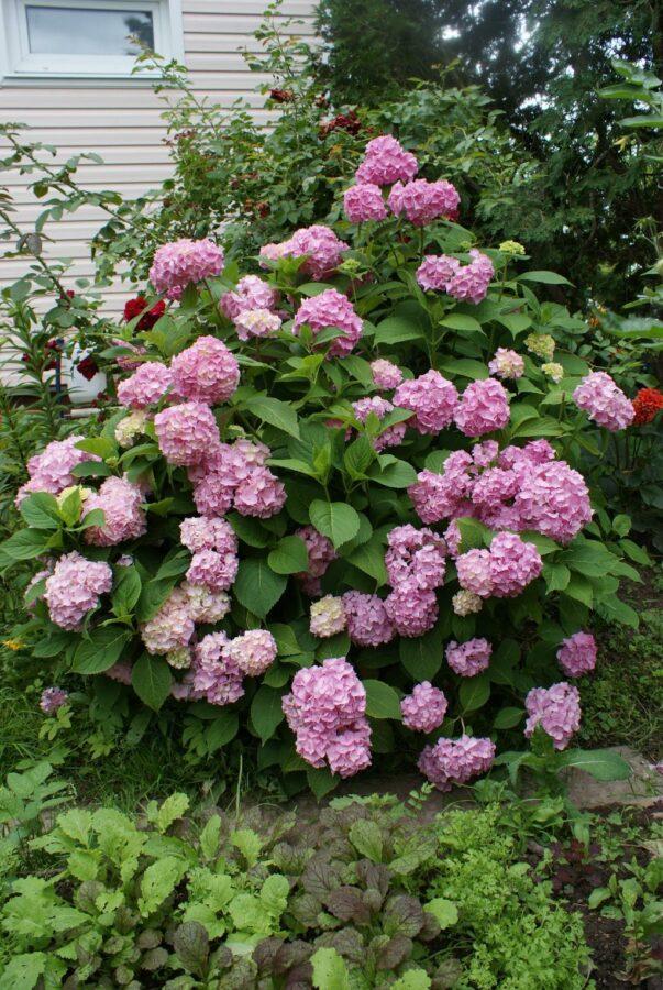 hortensia bloeit