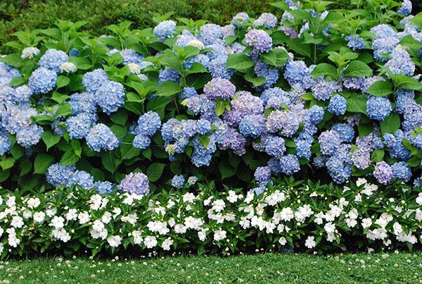 hortensia in landschap