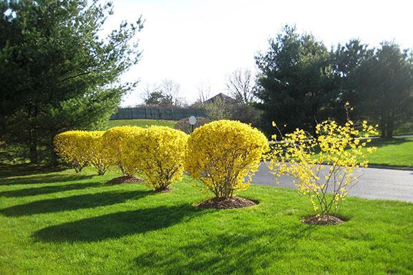 verbazingwekkende schoonheid van forsythia