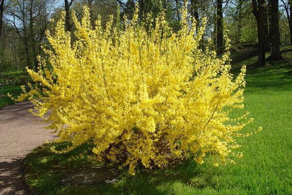 forsythia europees