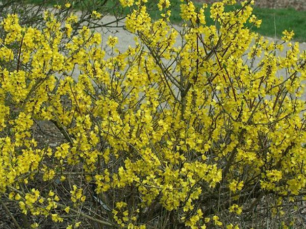 forsythia eivormig