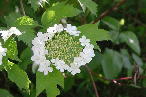 rode viburnum bloeit