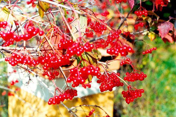 rijpe vruchten van rode viburnum