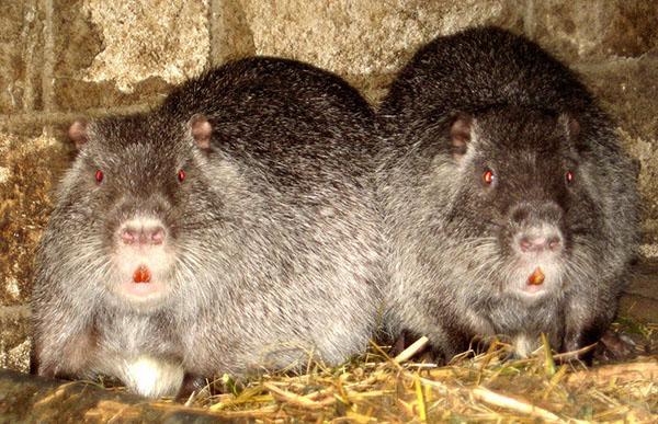 gehalte aan nutria in de winter