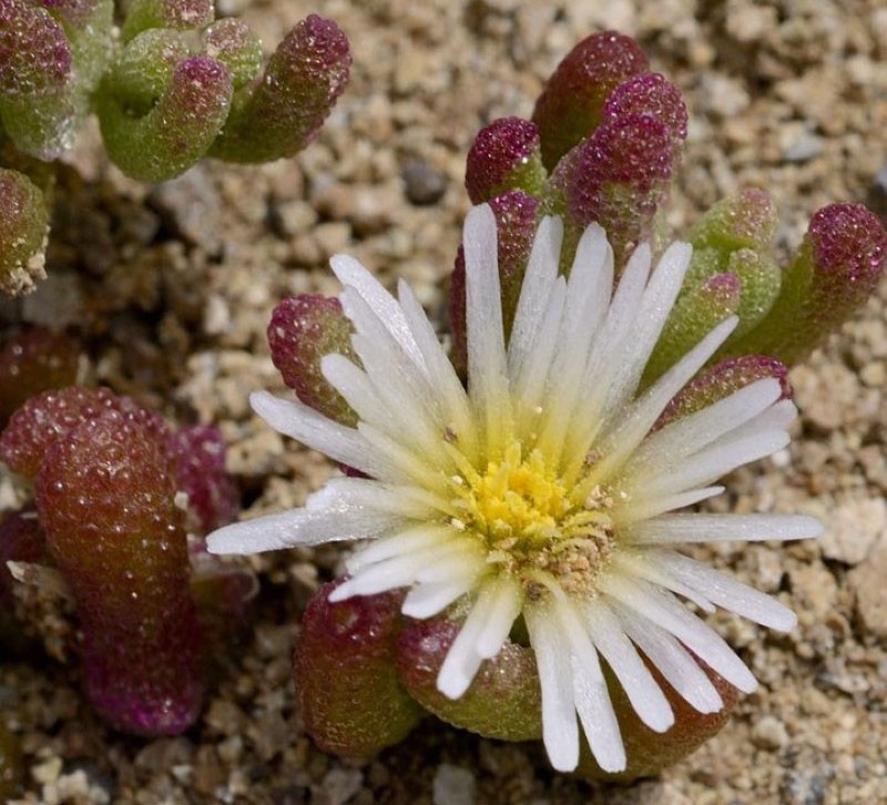 Kristalkruid mesembriantemum