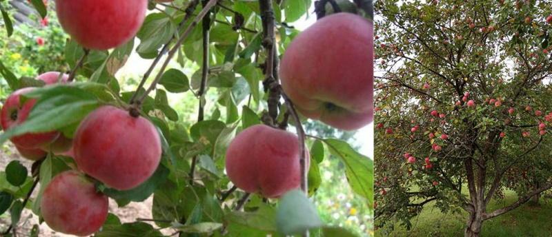 appelboom sterretje op een dwerg onderstam