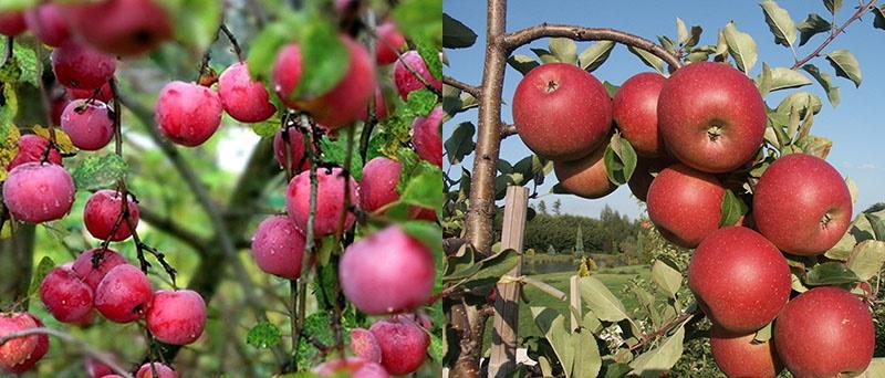 appelboom is ongediertebestendig