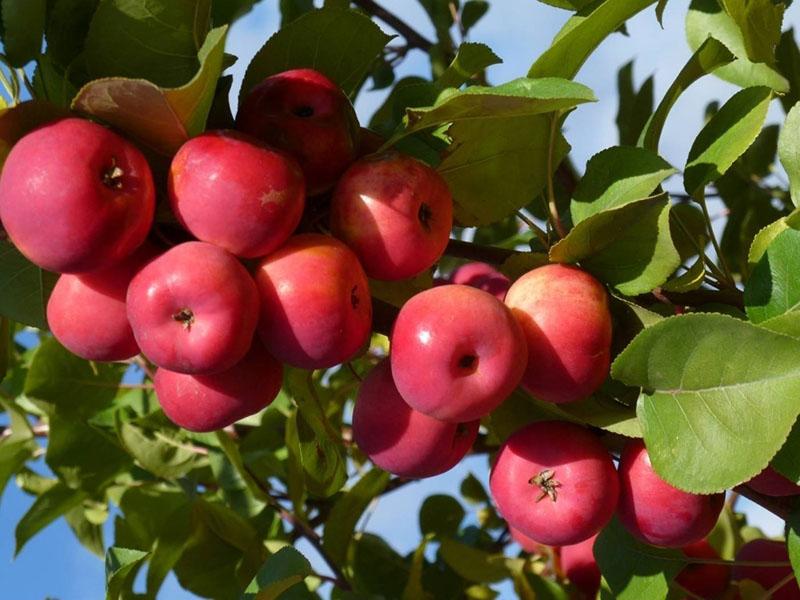 appels rijpen