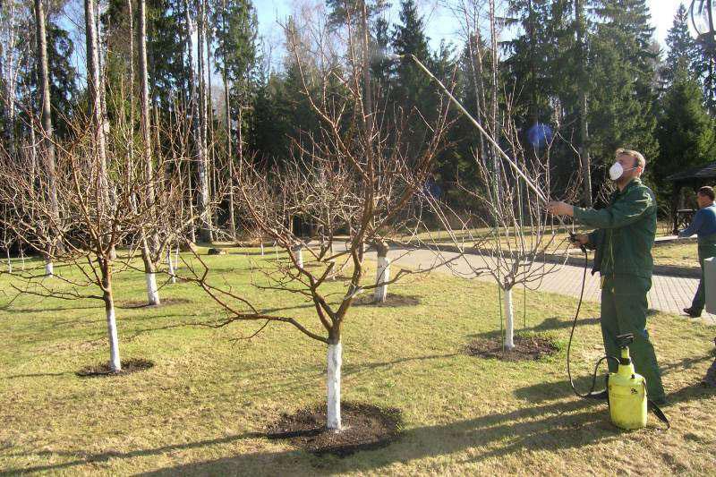 appelboomgaard verwerking